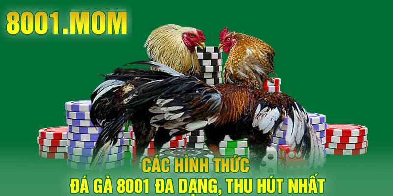Các hình thức đá gà 8001 đa dạng, thu hút nhất