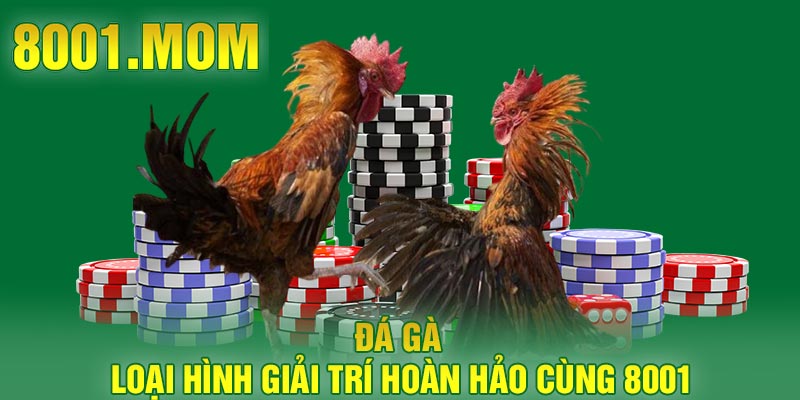 Đá gà – Loại hình giải trí hoàn hảo cùng 8001